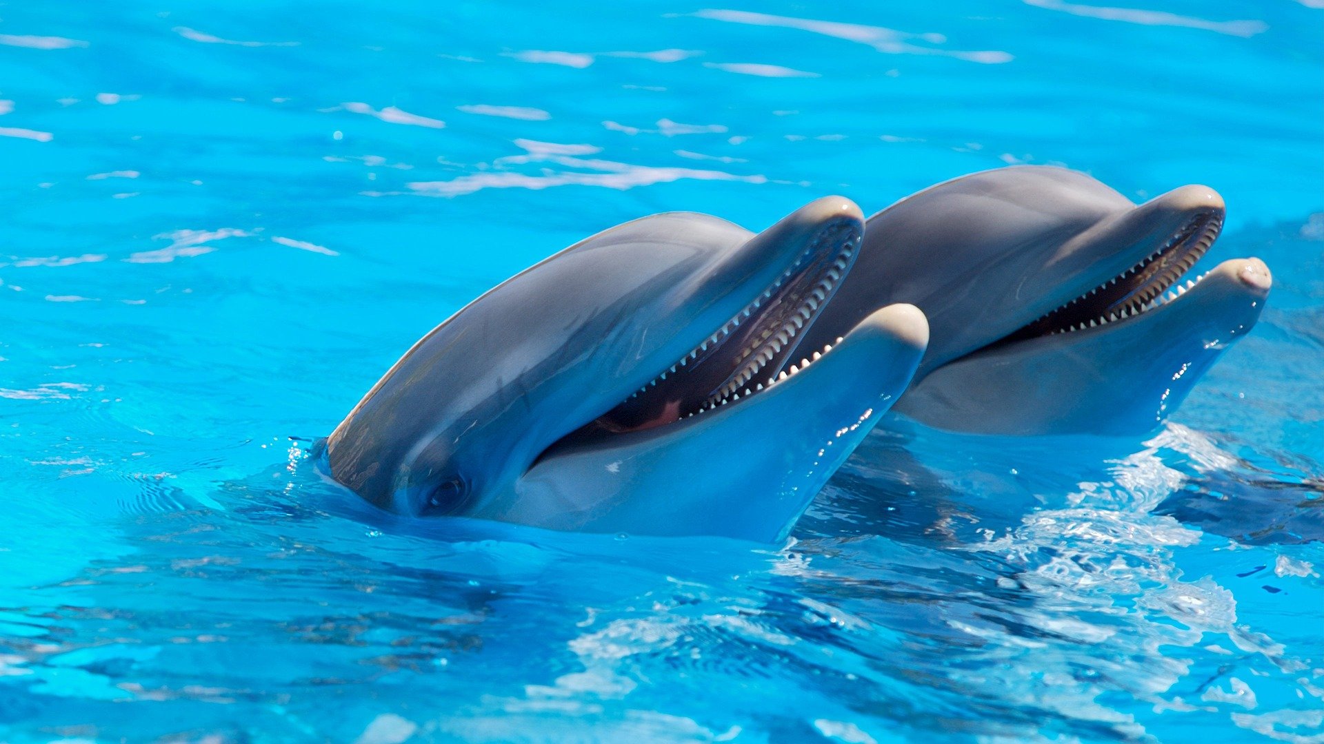 Os golfinhos usam padrões para se comunicar | Imagem: Pixabay