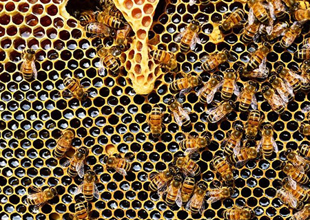 As abelhas sabem mais sobre matemática do que você imagina|Imagem de PollyDot por Pixabay|Background photo created by zirconicusso - www.freepik.com|Imagem de seagul por Pixabay|