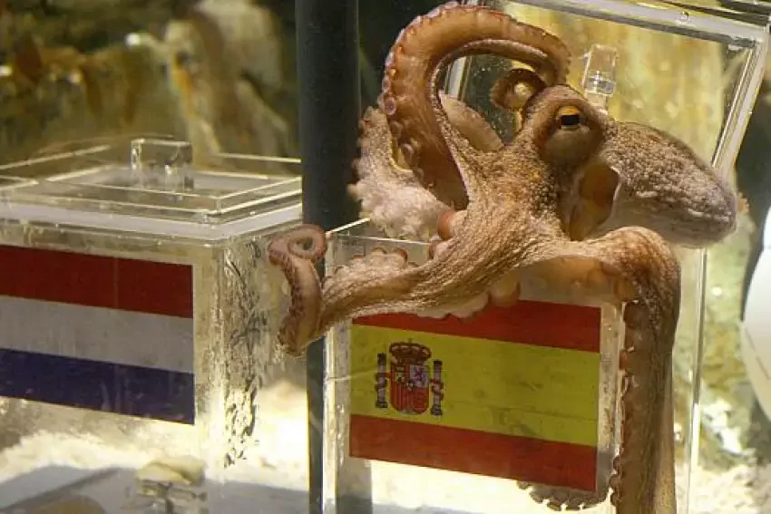 Dentro de aquário, polvo Paul escolhe a caixa da Espanha, em vez daquela com a bandeira da Holanda, indicando que os espanhóis venceriam a final da Copa do Mundo.